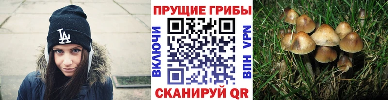 закладки Мышкин Псилоцибиновые грибы Psilocybine cubensis